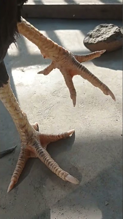 ciri ayam pukul setrum