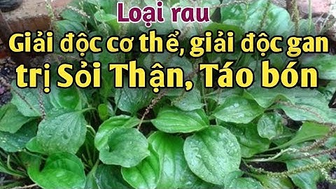 Bài thuốc trị Sỏi Thận, giải đ.ộc cơ thể giải đ.ộc gan. PHAN HẢI channel.