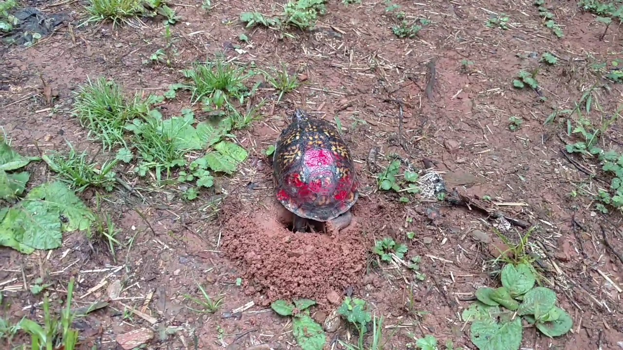 Box turtle laying eggs in our backyard YouTube