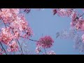 سورة الكهف كامله بدون اعلانات تلاوة عذبه تشرح الصدور بصوت القارئ حسام الدين عبادي Surah Kahf سورة الكهف كامله بدون اعلانات تلاوة عذبه تشرح الصدور بصوت القارئ حسام الدين عبادي Surah Kahf