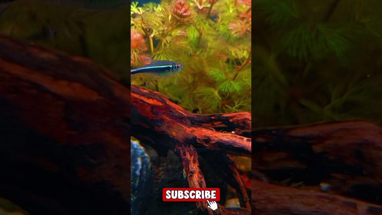 🐡 Relaxing Aquarium Short | Fish Tank for Sleep