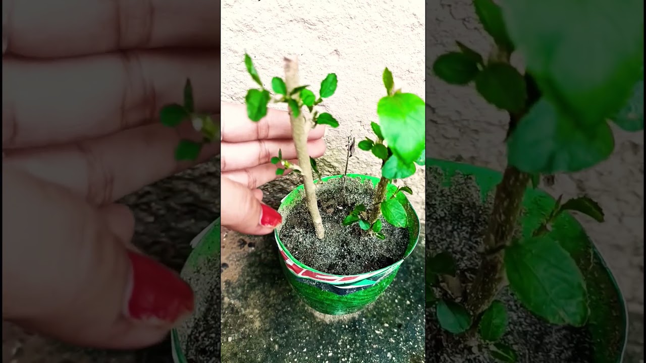 🌱 लक्ष्य मिले या अनुभव हमारे लिए तो दोनों कीमती हैं 🪴💯👍 ||#garden #plants #motivation #love #shorts