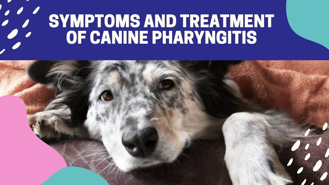 Symptoms and Treatment of Canine Pharyngitis - YouTube