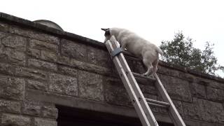 Katie The Climbing Canine