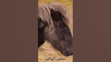 سورة الأنفال و،.كا.نك تسمعها لأ،؛و.ل مر.ة🌼🌸💛،؛💙، 💓💟🌹بصوت الشيخ حمزة مدبو.ح 💐💙💮؛.🧡🏵️؛💝..💓
