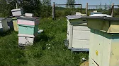 Костромской мед