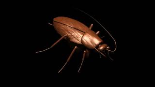 MIAMI  -  KILL THAT ROACH  ~ 1976