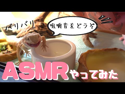 【モッパン】フトアゴヒゲトカゲの咀嚼音ASMRやってみた！！✨?