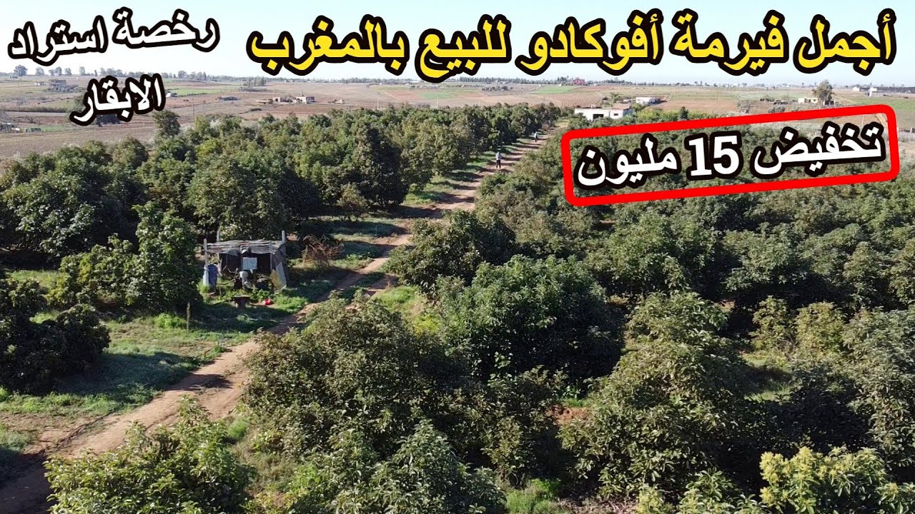 ✨تخيفض بأجمل فيرمة أفوكادو للاستثمار بأشجار كبيرة منتجة مجهزة مع مداخيل ورخصة استراد الابقار✨تيفلت
