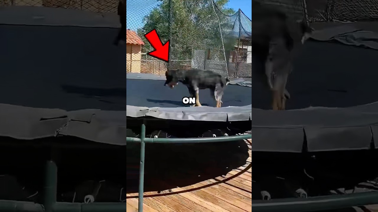 新品★ アーティストTRAMPOLINE トランポリン　Friendly dog NEVER let your dog get on a TRAMPOLINE! 😂😭🐶 - YouTube