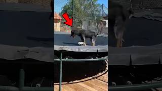 NEVER let your dog get on a TRAMPOLINE! 😂😭🐶 - YouTube