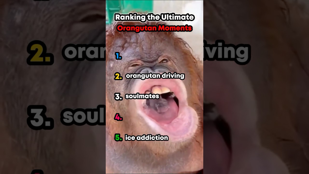 Ranking The Funniest Orangutan Moments 🤣