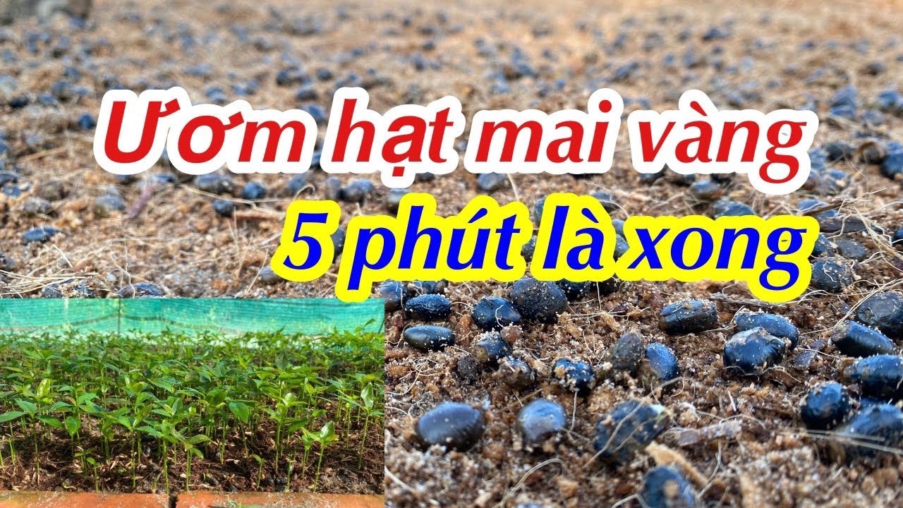 ươm hạt mai vàng hết sức đơn giản. dể làm đạt hiệu quả rất rất cao.(mai vàng út thạch)