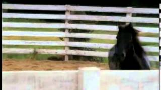 Flicka - Wild Horses