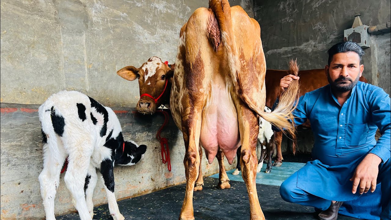 ਪਿੰਡ ਛੰਨਾ ਗੁਲਾਬ ਸਿੰਘ ਵਾਲਾ। ਇੱਕ ਤਾਜ਼ੀ ਸੂਈ ਗਾਂ ਤੇ ਦੋ ਗੱਬਣ ਗਾਵਾਂ ਵਿਕਾਉ 👌🏻🔥ਘੱਟ ਰੇਟ😱🔥Bawa dairy farm 