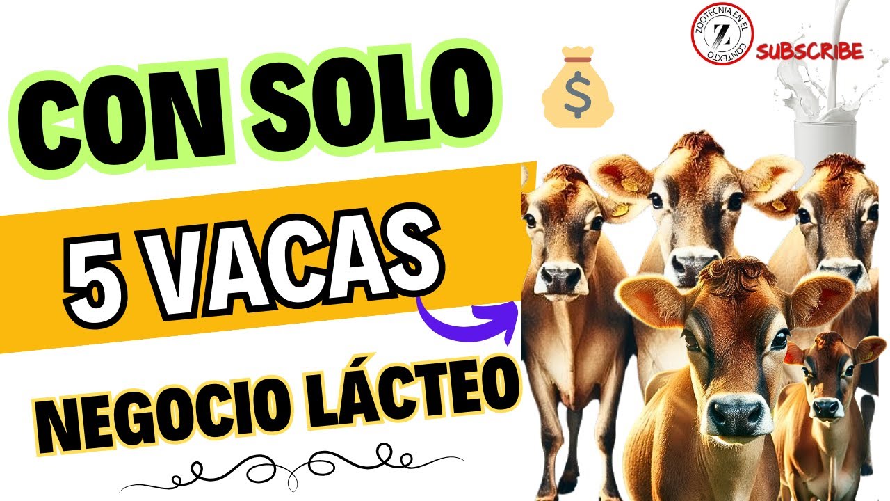 🥛🐄 Cómo Convertir 5 VACAS JERSEY en un Negocio Lácteo Rentable 🚀💰