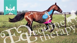 A horse's withers can lift: how does that work?