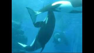 シャチのプールにて