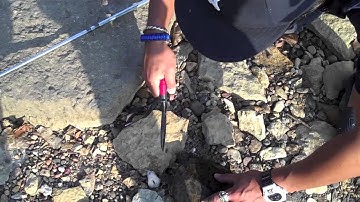 W4F - "Soft Shell Turtle Runs for its Life!"