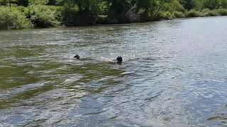 Labrador puppy nearly swept away by river (second time ever swimming!)