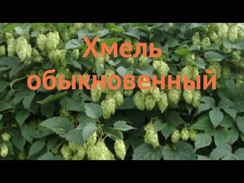 Видео: Цветущие растения хмеля - узнайте о выращивании растений хмеля в саду