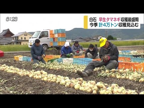 「今年は大玉で質もよく豊作」 白石町で早生タマネギの収穫が最盛期【佐賀県】 (20/04/21 17:21) - 「今年は大玉で質もよく豊作」 白石町で早生タマネギの収穫が最盛期【佐賀県】 (20/04/21 17:21)