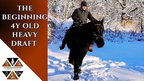 The very beginning. 4y old Nordsvensk schooling under saddle