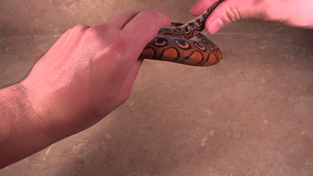 video phone beyonce mp3 How To Tell The Sex Of A Snake