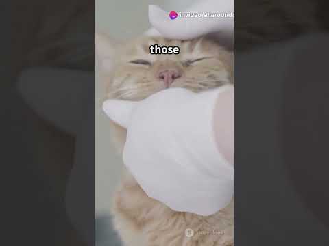 Cool Cat Facts: