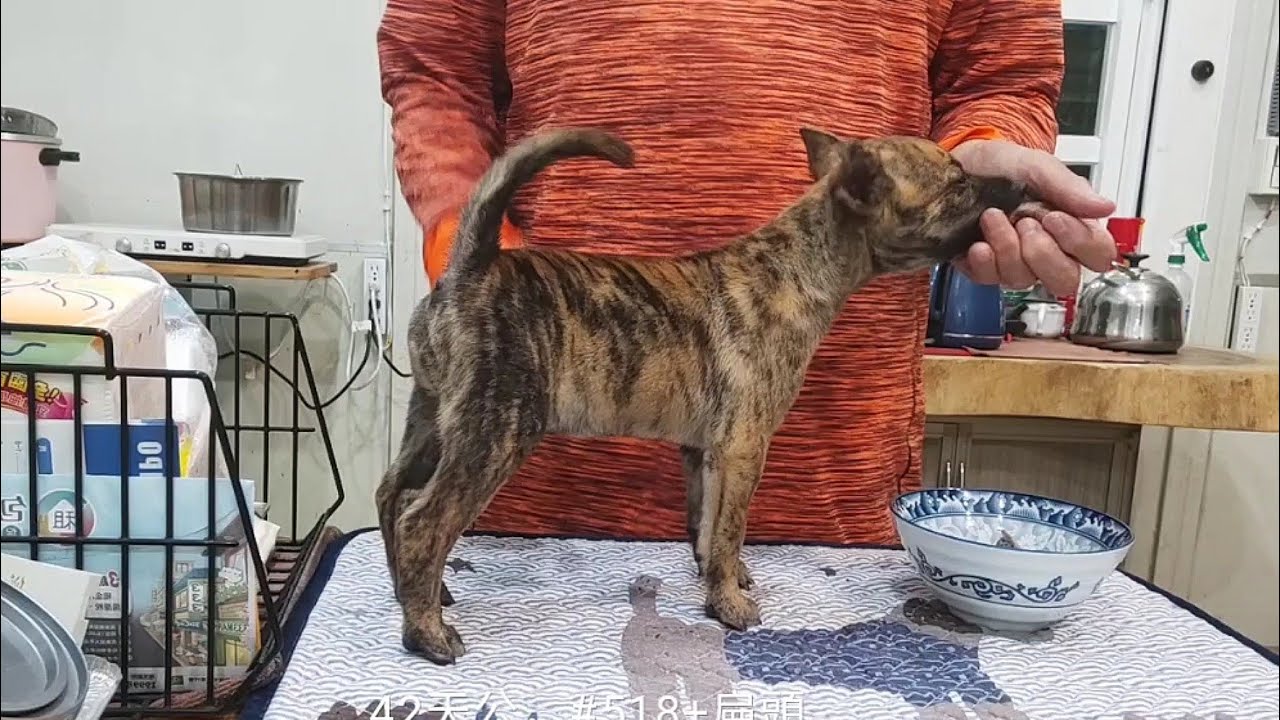 台灣土狗,台灣犬,42天公,#518+扁頭。 縮圖