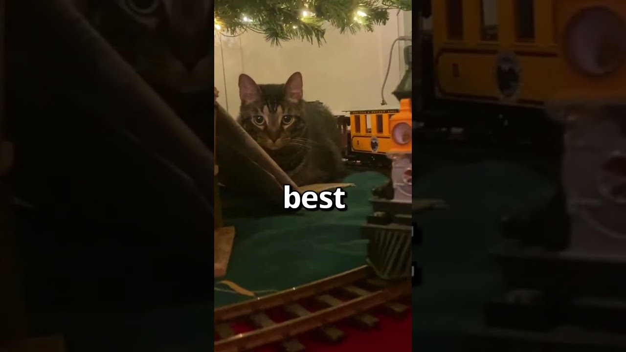 Is this CAT enjoying CHRISTMAS 😱 | Wholesome Moments
