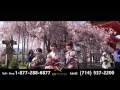 Av travel sakura in japan