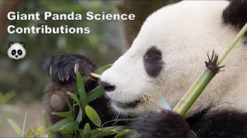 Giant Panda Science Contributions
