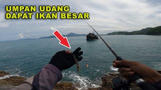 Umpan Udang Dapat Ikan Besar, Mancing pinggir Laut Pakai Pelampung