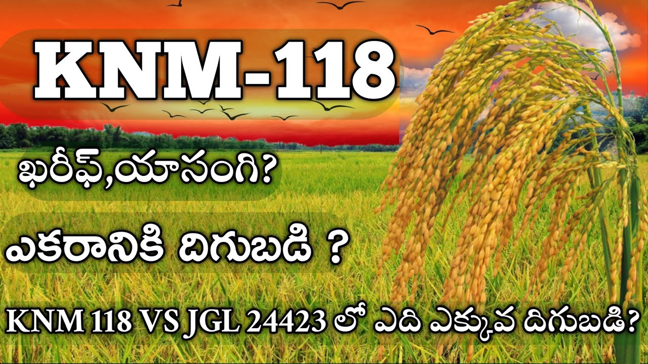 Knm118 దొడ్డు రకం వరి | Knm 118 | Knm 118 paddy variety | knm 118 paddy ...