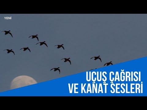 ÖRDEK VE KANAT SESİ ÖZLEYENLER,BU VİDEO SİZİN İÇİN ! DUCK FLYİNG CALLS