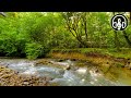 White noise of a mountain river. 12 hours in 4K for relaxation and deep sleep.