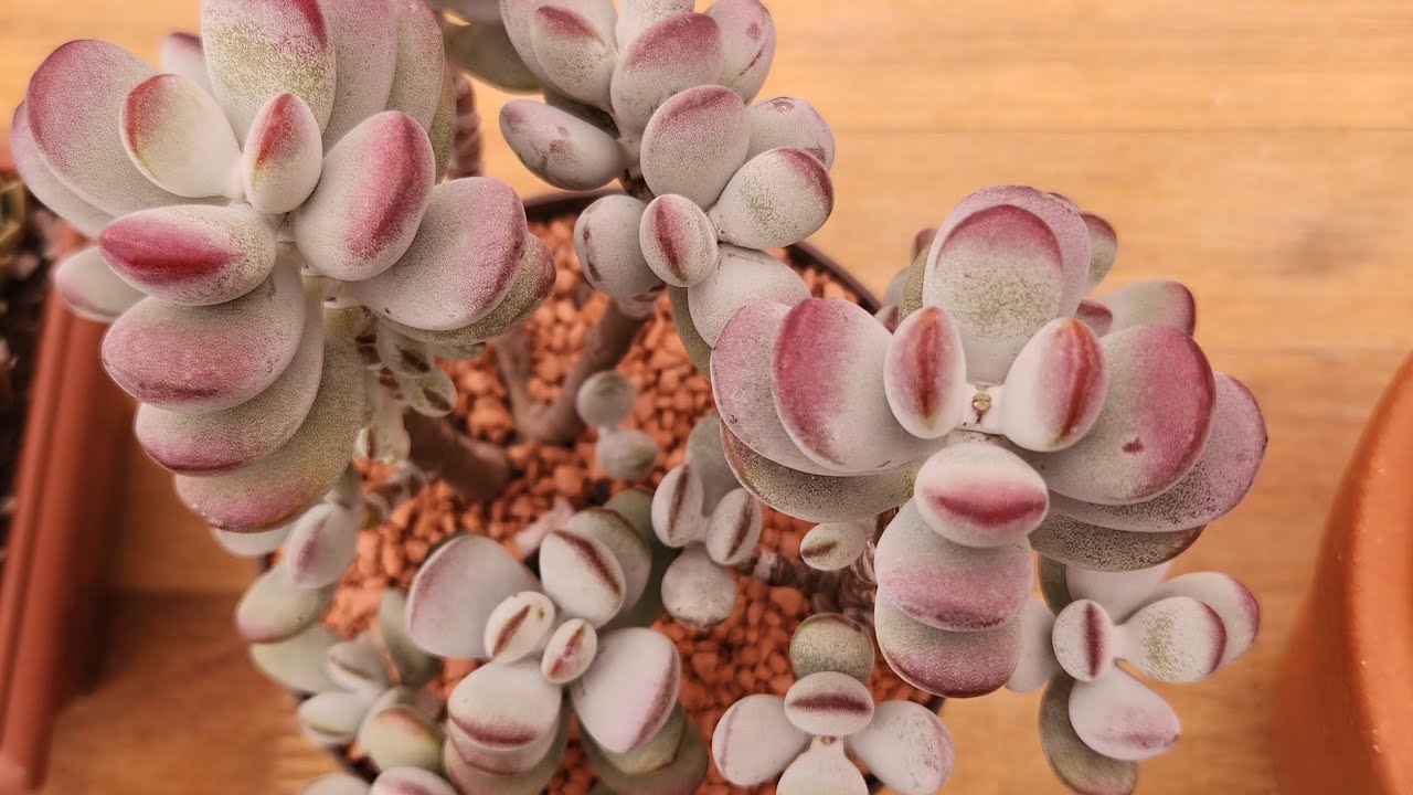 06 espécies de Cotyledon, um gênero de Suculenta