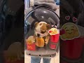 POV: você sai na ruae percebe que é o favorito da casa