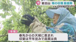加工用の梅の収穫が最盛期 宮城・大崎市 | khb東日本放送