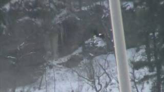 EAGLES FEEDING AT STARVED ROCK PARK, ILLINOIS