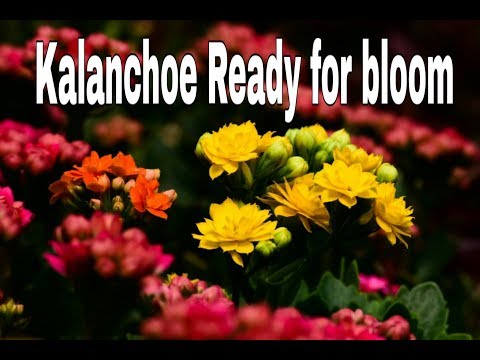 Video: Ինչպե՞ս կտրել Kalanchoe- ն: Floweringաղկելուց և տանը հետագա խնամքից հետո էտման կանոններ: Ինչպե՞ս ձևավորել գեղեցիկ թուփ: