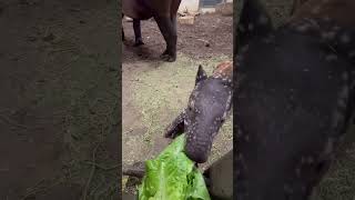Malayan Tapir Nyawa Eating Lettuce