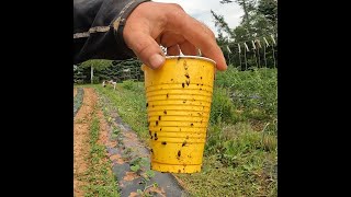 Cucumber Beetle Trap