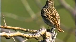 Vesper Sparrow