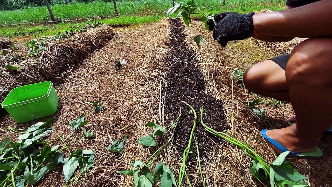Menanam Ubi Manis tanpa menggembur tanah (no till farming) Malaysian
