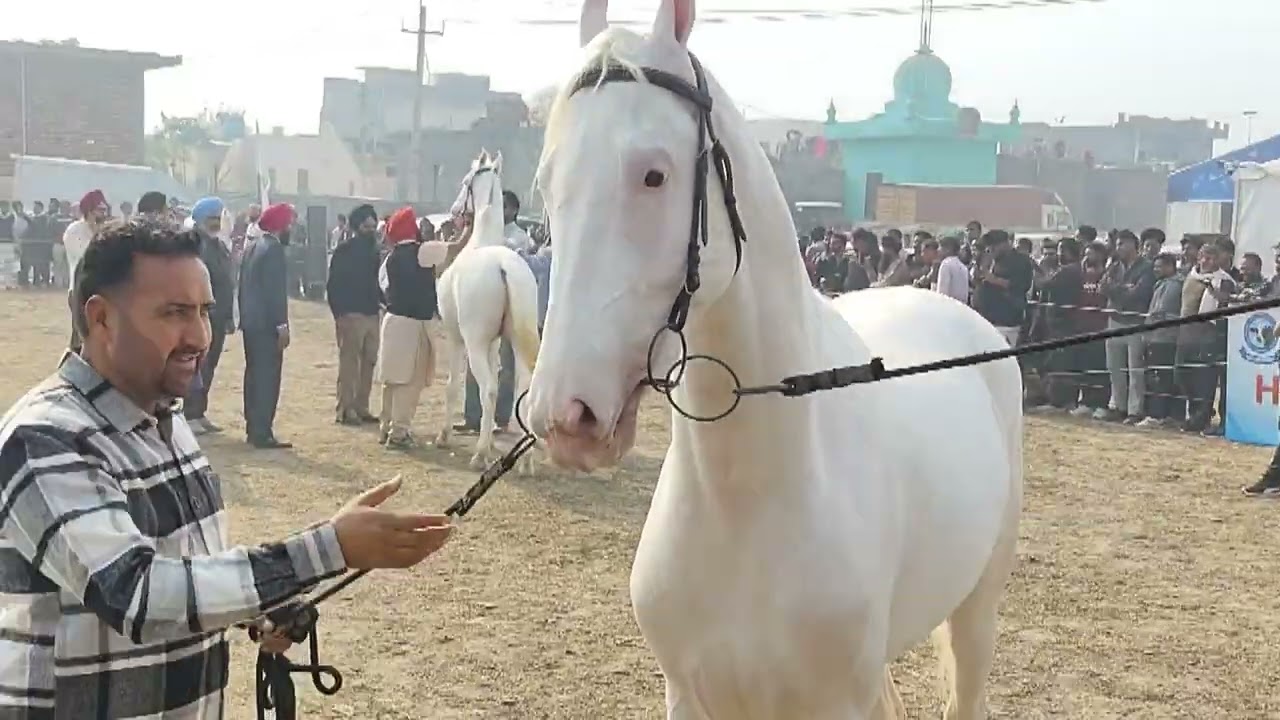 PDFA Mela Pehowa full video 