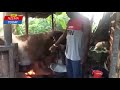 Nzema food how to prepare Nzema delicacy called Bolo part 1