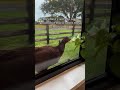 The Farm Life #farmlife #naturelovers