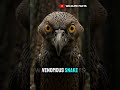 The Shape-Shifter Bird That Mimics a Snake: The Ghost Potoo 😱